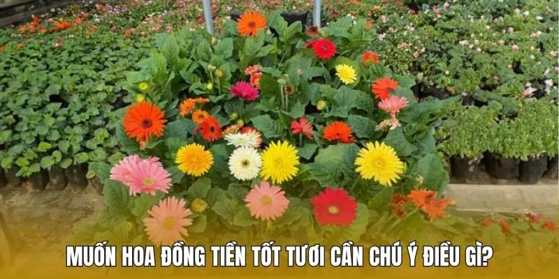 Muốn hoa đồng tiền tốt tươi cần chú ý điều gì?
