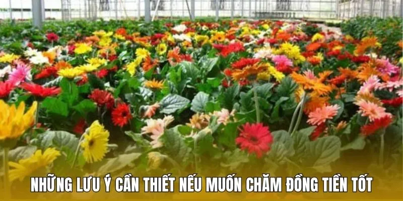 Những lưu ý cần thiết nếu muốn chăm đồng tiền tốt