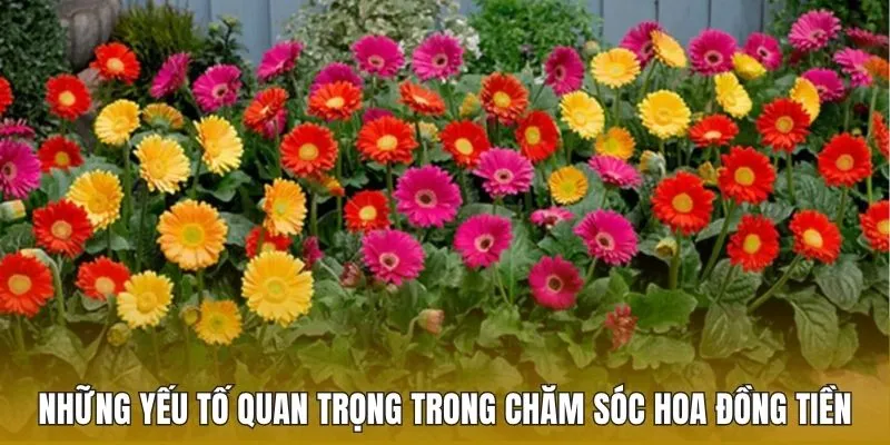 Những yếu tố quan trọng trong chăm sóc hoa đồng tiền